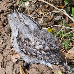 Tawny Frog Mouth