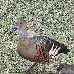 Plumed Whistling Duck