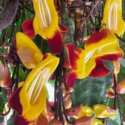 Thunbergia mysorensis or Lady's Slipper vine,