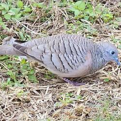 Juvenile Bar-shouldered Dove