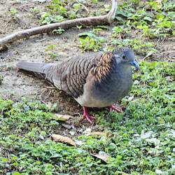 Bar-shouldered Dove