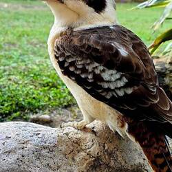 Kookaburra