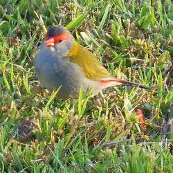 Red-browed Finch
