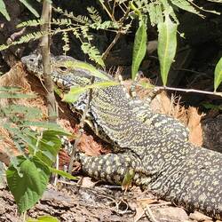Iguana