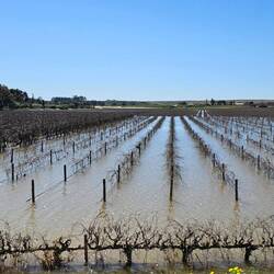 Sluices on Clanwilliam Dam have been opened after all the recent rain. Many vineyards are "drowned"