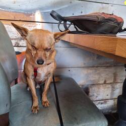 Gonzo schläft während unserer Cocktailparty ein. 😏