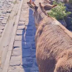 Auch Esel können wie Wuffis