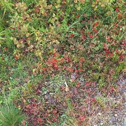 Überall rote Beeren. Wir sind uns nicht sicher, ob es Preiselbeeren sind?