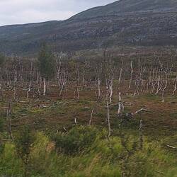 Ein riesiges Gebiet mit abgestorbenen Birken. Eine Raupe 🐛 hat hier vor Jahren gewütet 😱
