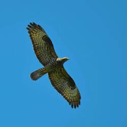 Honigbussard