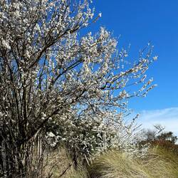 Spring blossoms