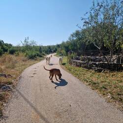 Drei ambitionierte Wachhund