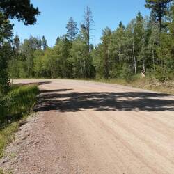 Endlich wieder Bäume! Hier Aspen (Espen), keine Birken!