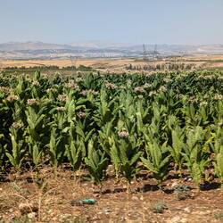 Tabakanbau in der Türkei