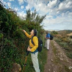 Picking Spanish raspberries (smaller & sweeter)