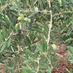 Olive trees (not ripe yet)