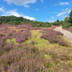 Ausflug in die Heide
