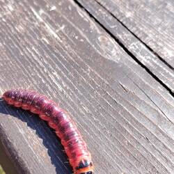 Ein Weidenbohrer. 🐛