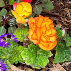 Don't know what these orange flowers are but they're very pretty