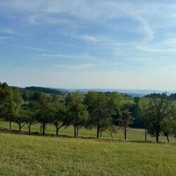 Apple and Pear orchards