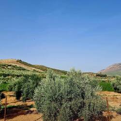 Olivenhaine rund um Granada