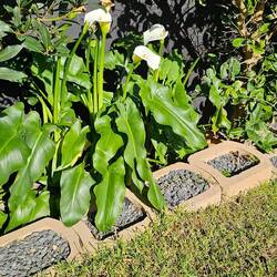 Arum Lilly's in our garden