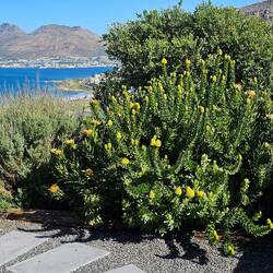 My protea bushes in full bloom