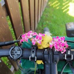 Mirastar qui vit sa bestlife 🌸💐🌺