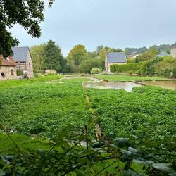 Wasserkresseanbau im glasklaren Wasser