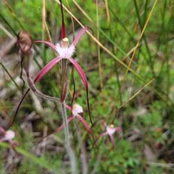 Moora Spider Orchid