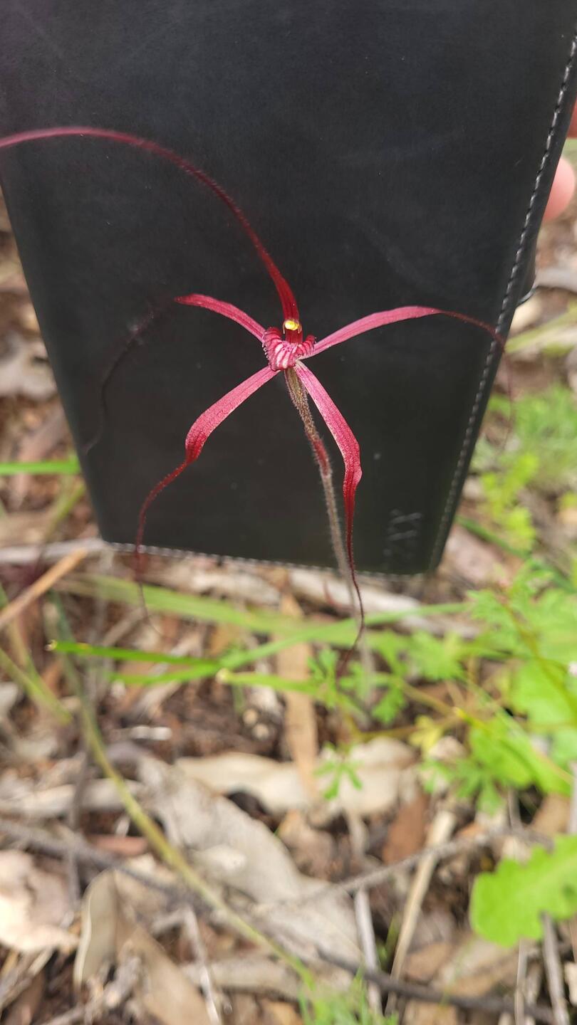 Dundas orchid