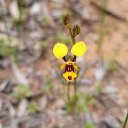 Bee orchid