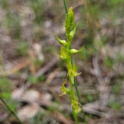 Laughing Leek Orchid