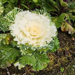 Ornamental kale is surprisingly beautiful