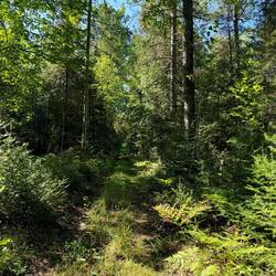 Little overgrown but completely doable