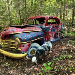 Fixer upper anyone? Like the polkadots 🤣.