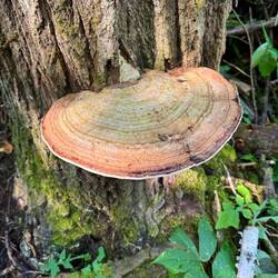Shelf mushrooms are pretty cool