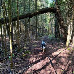We enjoyed this trail section. Not an old road
