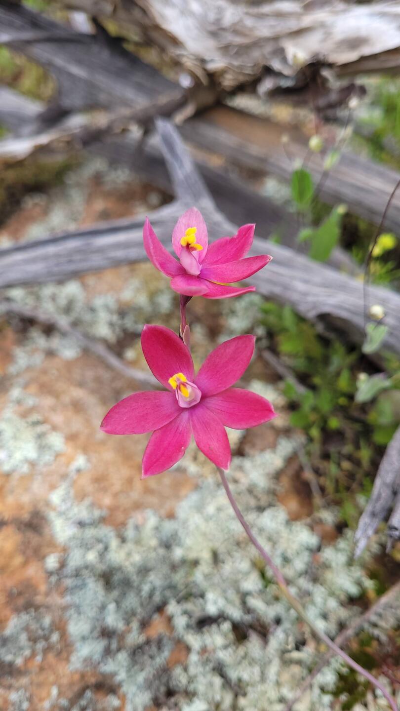 Hybrid Granite Sun and Lemon Scented Sun Orchid