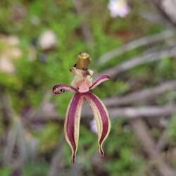 Ant Orchid