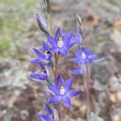 Granite Sun Orchid