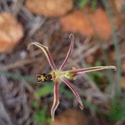 Hinged Dragon Orchid