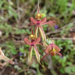 Ant Orchid