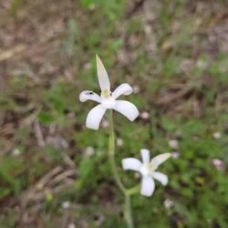 White Sugar Orchid