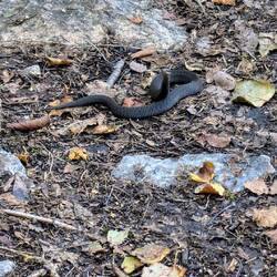 Schon wieder eine Schlange.