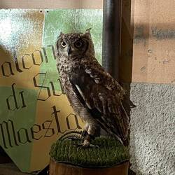 Von den Falconieri auf dem Mittelalterfest auf der zentralen Piazzale