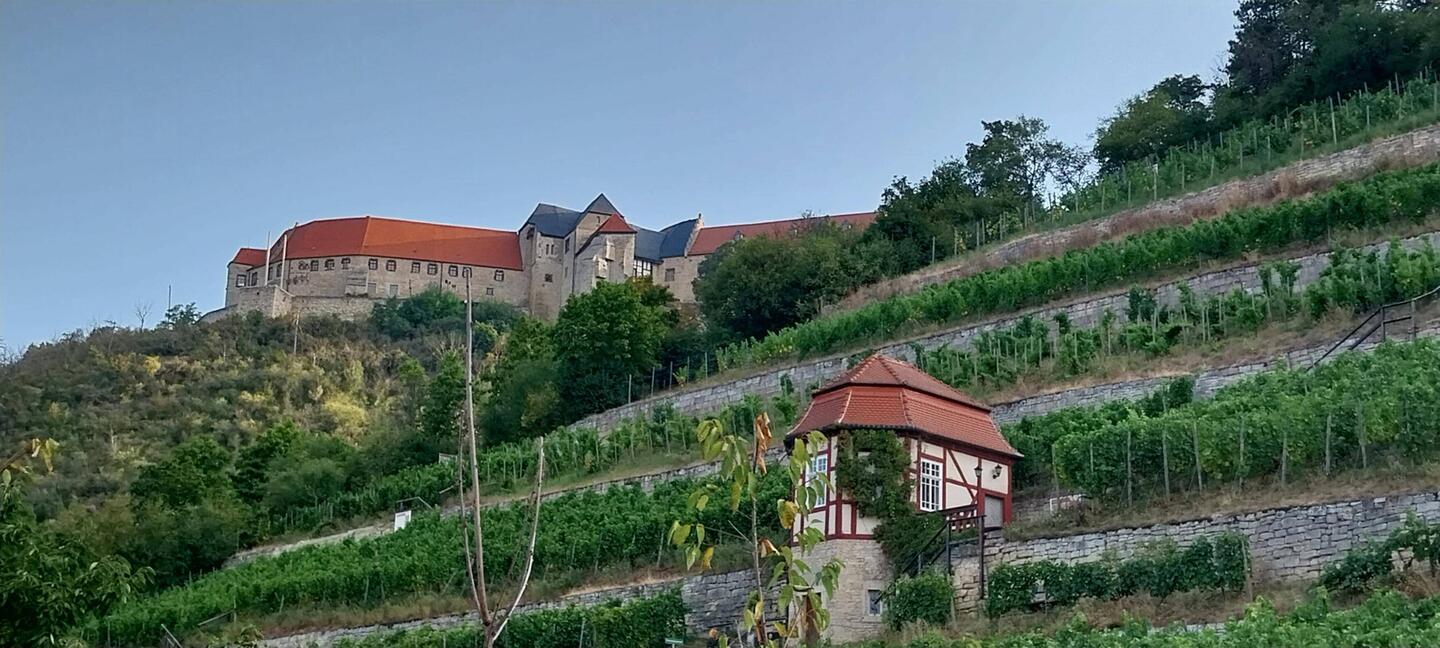 Herzöglicher Weinberg