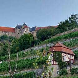 Herzöglicher Weinberg