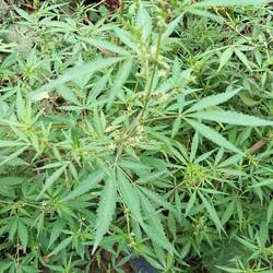 Spezielles Gras am Wegesrand 🫢