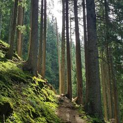 Magischer Wald